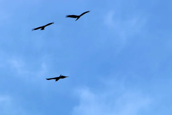 Fåglar Himlen Över Medelhavet Norra Delen Staten Vid Havet Till — Stockfoto