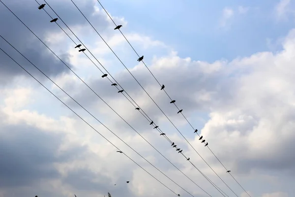 Vögel Himmel Über Dem Mittelmeer Norden Des Staates Meer Nach — Stockfoto