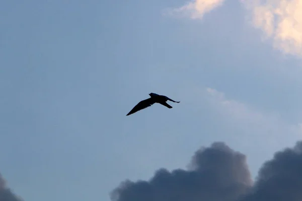 Aves Céu Sobre Mar Mediterrâneo Norte Estado Pelo Mar Para — Fotografia de Stock