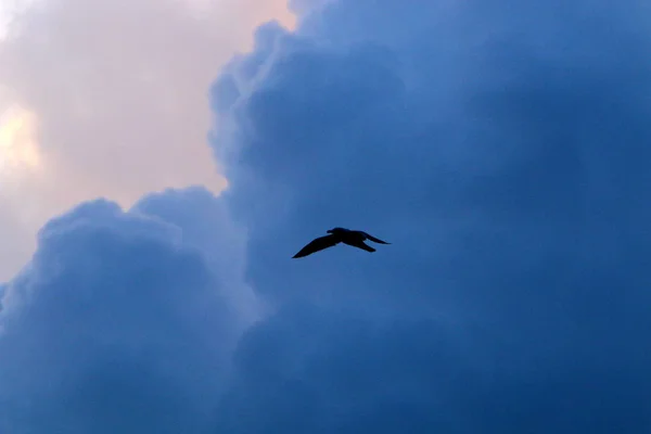 Aves Céu Sobre Mar Mediterrâneo Norte Estado Pelo Mar Para — Fotografia de Stock