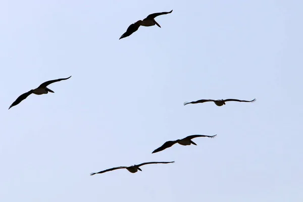 Vögel Himmel Über Dem Mittelmeer Norden Des Staates Meer Nach — Stockfoto