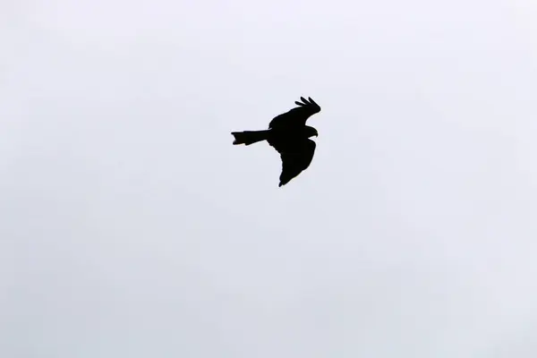 Aves Céu Sobre Mar Mediterrâneo Norte Estado Pelo Mar Para — Fotografia de Stock