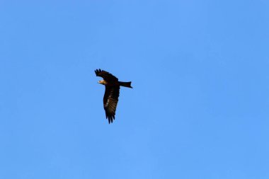 İsrail 'in kuzeyindeki Akdeniz' in üzerinde gökyüzünde uçan kartal. 