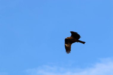 İsrail 'in kuzeyindeki Akdeniz' in üzerinde gökyüzünde uçan kartal. 