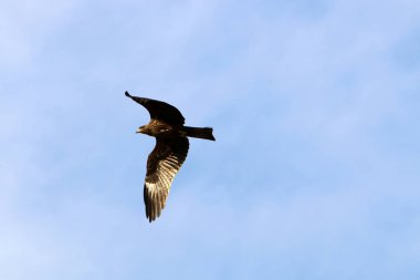 İsrail 'in kuzeyindeki Akdeniz' in üzerinde gökyüzünde uçan kartal. 