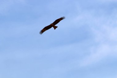 İsrail 'in kuzeyindeki Akdeniz' in üzerinde gökyüzünde uçan kartal. 