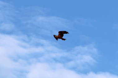 İsrail 'in kuzeyindeki Akdeniz' in üzerinde gökyüzünde uçan kartal. 
