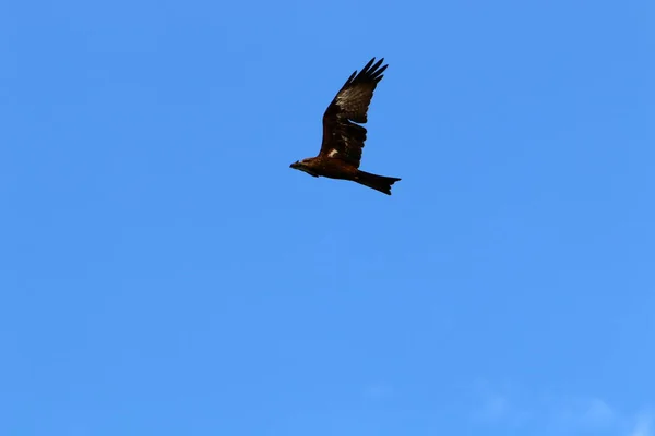 Águia Voa Alto Céu Sobre Mar Mediterrâneo Norte Israel — Fotografia de Stock