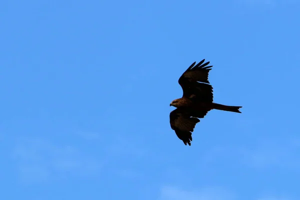 Örnen Flyger Högt Himlen Över Medelhavet Norra Israel — Stockfoto