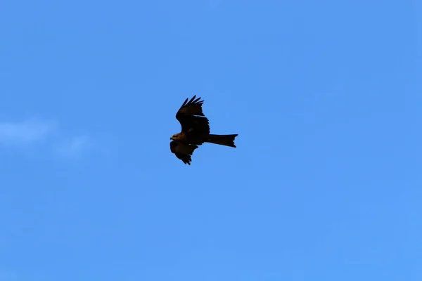 ワシはイスラエル北部の地中海上空を飛ぶ — ストック写真
