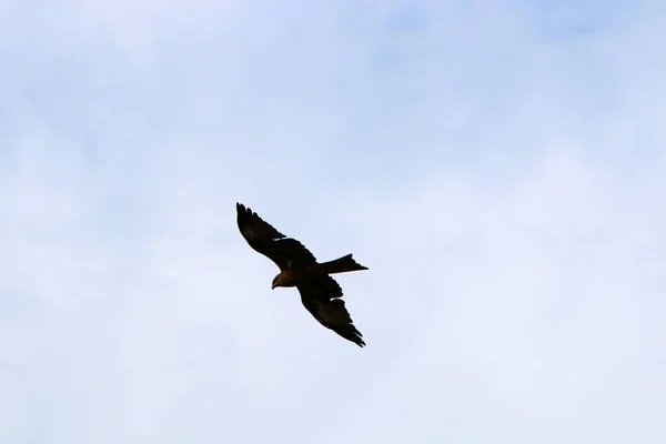 Eagle Flies High Sky Mediterranean Sea North Israel — Stock Photo, Image