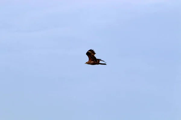 Eagle Flies High Sky Mediterranean Sea North Israel — Stock Photo, Image