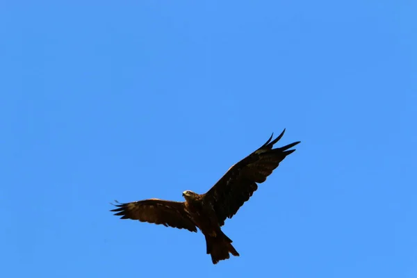 Águila Vuela Alto Cielo Sobre Mar Mediterráneo Norte Israel — Foto de Stock