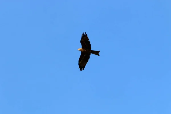 Eagle Flies High Sky Mediterranean Sea North Israel — Stock Photo, Image