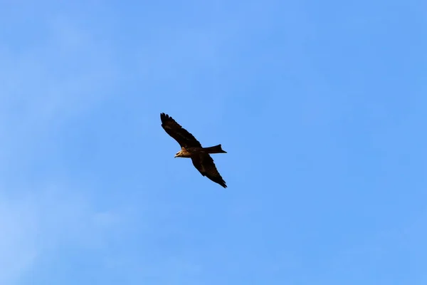 Águila Vuela Alto Cielo Sobre Mar Mediterráneo Norte Israel — Foto de Stock