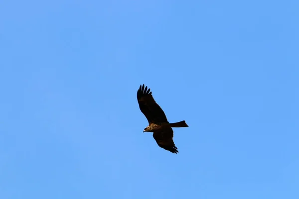 Eagle Flies High Sky Mediterranean Sea North Israel — Stock Photo, Image