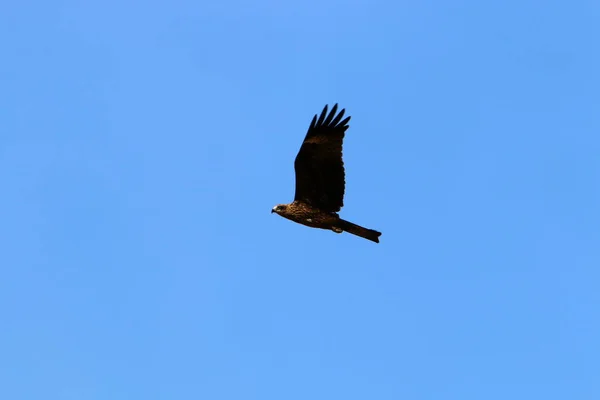 Örnen Flyger Högt Himlen Över Medelhavet Norra Israel — Stockfoto