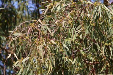 Ekim sonlarında İsrail 'in kuzeyindeki bir şehir parkında yeşil ağaçlar 