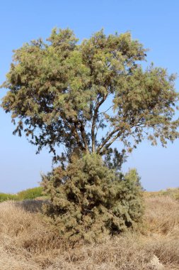 Ekim sonlarında İsrail 'in kuzeyindeki bir şehir parkında yeşil ağaçlar 