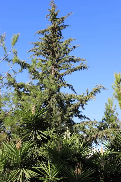 Groene Bomen Eind Oktober Een Stadspark Het Noorden Van Israël — Stockfoto