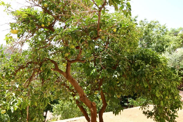 Alberi Verdi Fine Ottobre Parco Cittadino Nel Nord Israele — Foto Stock