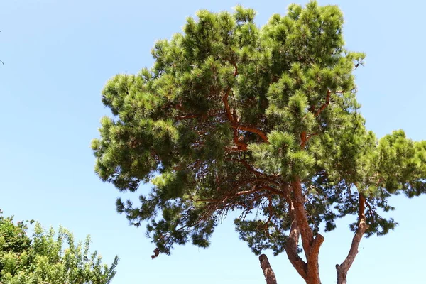 Árvores Verdes Final Outubro Parque Cidade Norte Israel — Fotografia de Stock