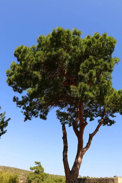 Arbres Verts Fin Octobre Dans Parc Urbain Dans Nord Israël — Photo