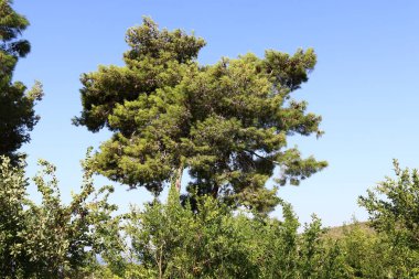 Ekim sonlarında İsrail 'in kuzeyindeki bir şehir parkında yeşil ağaçlar 