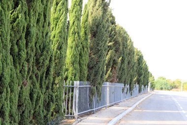 Ekim sonlarında İsrail 'in kuzeyindeki bir şehir parkında yeşil ağaçlar 