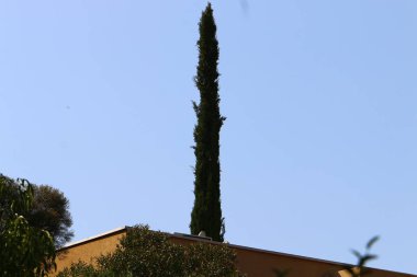 Ekim sonlarında İsrail 'in kuzeyindeki bir şehir parkında yeşil ağaçlar 