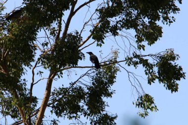Ekim sonlarında İsrail 'in kuzeyindeki bir şehir parkında yeşil ağaçlar 