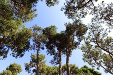 Ekim sonlarında İsrail 'in kuzeyindeki bir şehir parkında yeşil ağaçlar 