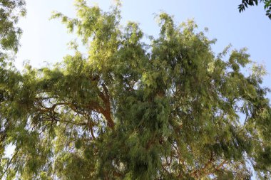 Ekim sonlarında İsrail 'in kuzeyindeki bir şehir parkında yeşil ağaçlar 