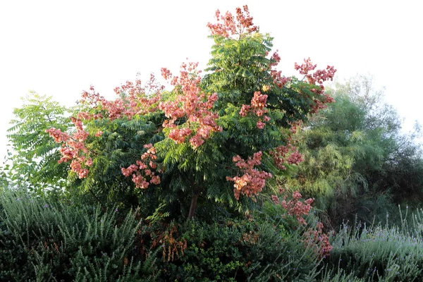 Alberi Verdi Fine Ottobre Parco Cittadino Nel Nord Israele — Foto Stock