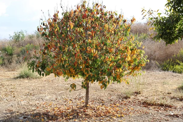 Zielone Drzewa Pod Koniec Października Parku Miejskim Północy Izraela — Zdjęcie stockowe