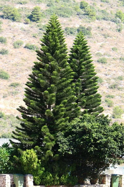 Alberi Verdi Fine Ottobre Parco Cittadino Nel Nord Israele — Foto Stock