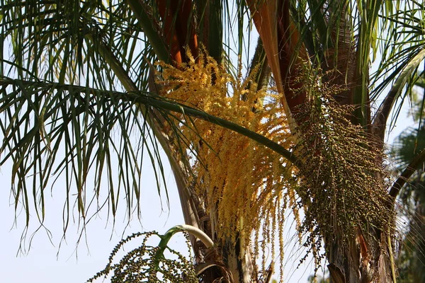 Árvores Verdes Final Outubro Parque Cidade Norte Israel — Fotografia de Stock