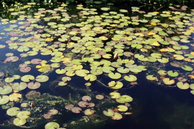Nilüfer çiçeği ekim ayında İsrail 'in kuzeyindeki bir şehir parkında büyür ve çiçek açar. 