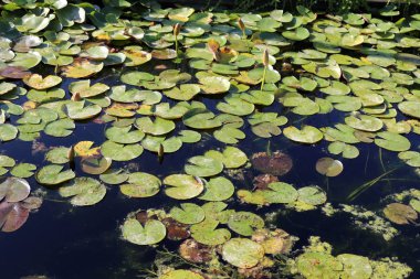 Nilüfer çiçeği ekim ayında İsrail 'in kuzeyindeki bir şehir parkında büyür ve çiçek açar. 