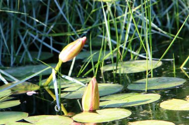 Nilüfer çiçeği ekim ayında İsrail 'in kuzeyindeki bir şehir parkında büyür ve çiçek açar. 