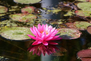 Nilüfer çiçeği ekim ayında İsrail 'in kuzeyindeki bir şehir parkında büyür ve çiçek açar. 