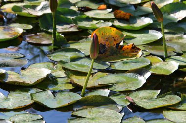 Nilüfer çiçeği ekim ayında İsrail 'in kuzeyindeki bir şehir parkında büyür ve çiçek açar. 