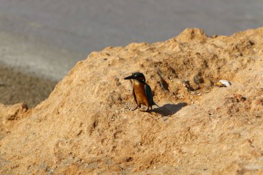 Kuzey İsrail 'de Akdeniz kıyısında bir taşın üzerinde küçük mavi bir balıkçı oturuyor. 