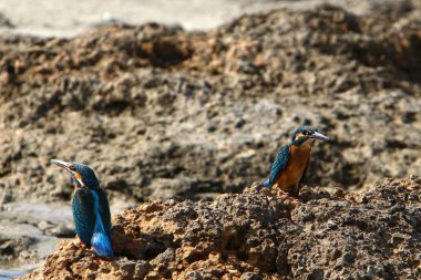 Kuzey İsrail 'de Akdeniz kıyısında bir taşın üzerinde küçük mavi bir balıkçı oturuyor. 