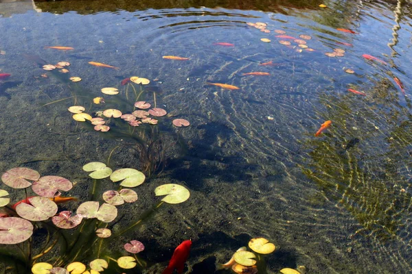 Водяная Лилия Растет Цветет Октябре Озере Городском Парке Севере Израиля — стоковое фото