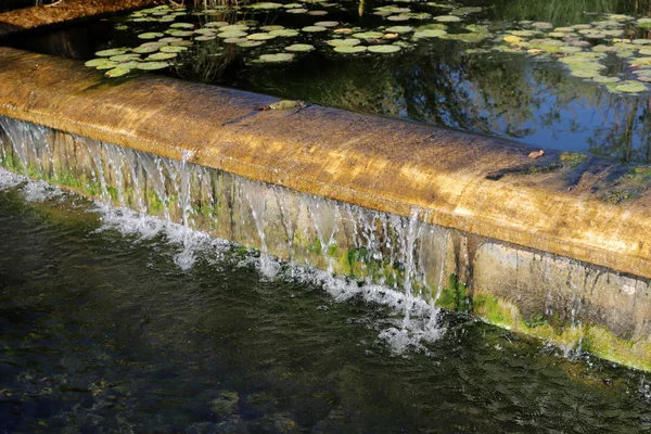 Seerose Wächst Und Blüht Oktober Einem See Einem Stadtpark Nordisrael — Stockfoto