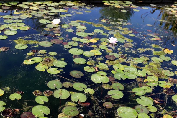 Nénuphars Pousse Fleurit Octobre Sur Lac Dans Parc Ville Dans — Photo