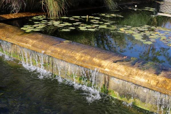 Seerose Wächst Und Blüht Oktober Einem See Einem Stadtpark Nordisrael — Stockfoto