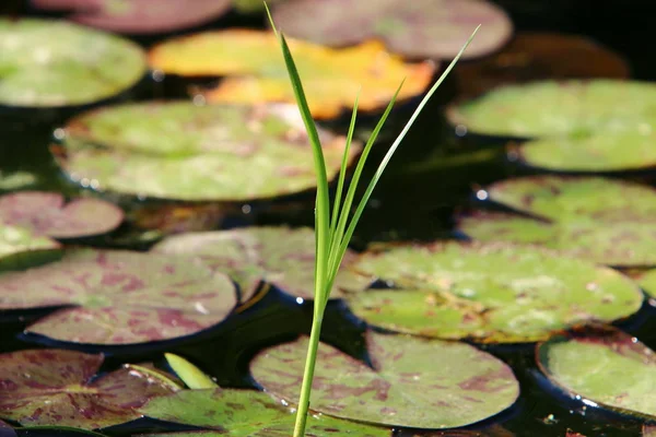 Lírio Aquático Cresce Floresce Outubro Lago Parque Cidade Norte Israel — Fotografia de Stock