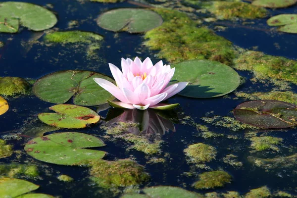 Water Lily Grows Blooms October Lake City Park Northern Israel — Stock Photo, Image